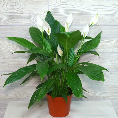 Spathiphyllum / Спатифиллум, каталог | EXOTIC PLANT Редкие коллекционные  растения