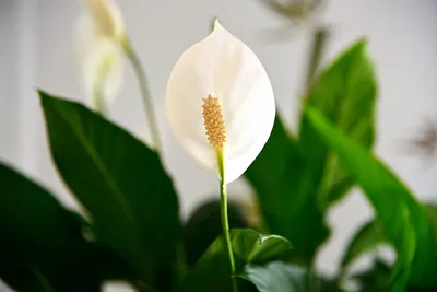 Спатифиллум (Spathiphyllum)