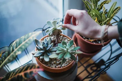 Подскажите пожалуйста названия. | Succulent Plant. Кактусы и суккуленты. |  ВКонтакте