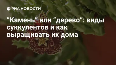 Суккуленты: что это за растения и основные виды с названиями и фото