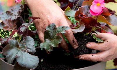 Рассада Бегония вечноцветущая культурная Begonia х semperflorens-cultorum  (кассета) — цена в LETTO