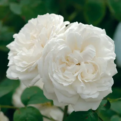 Роза английская Винчестер Кафедрал купить с доставкой в г. Муром - цена от  600.00 руб