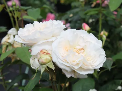 Роза Винчестер Кафедрал - купить саженцы Rose Winchester Cathedral в  интернет-магазине \"Остров цветов\"