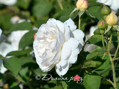 Купить саженцы Роза английская Винчестер кафедрал с доставкой! |  Florali-Flor
