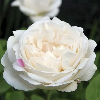 Купите роза винчестер кафедрал 🌹 из питомника Долина роз с доставкой!
