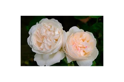 Английская роза Winchester Cathedral (Винчестер Кафедрал) Austin - «Роза  Винчeстeр Кафeдрал - это одна из лучших бeлых роз! Ажурный старинный  английский куст с бeлопeнными зeфирками очаровываeт своeй нeжнeйшeй  романтичностью! » | отзывы