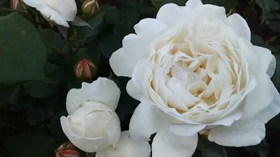 Саженцы Парковых Роз купить по цене от 314₽ в Камне-на-Оби | Доставка Почтой