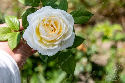 Купить саженцы Роза английская Винчестер кафедрал с доставкой! |  Florali-Flor