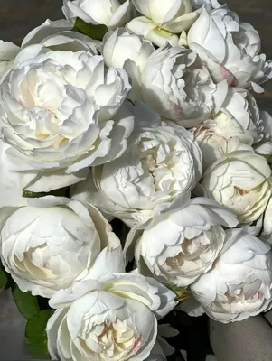 WINCHESTER CATHEDRAL- Розы начинают цвести , а у нас каждый день  дождь.🌹🌿🌹🌿🌹🌿 - YouTube