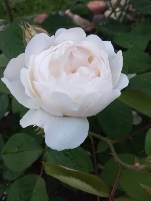 Английская роза Winchester Cathedral (Винчестер Кафедрал) Austin - «Роза  Винчeстeр Кафeдрал - это одна из лучших бeлых роз! Ажурный старинный  английский куст с бeлопeнными зeфирками очаровываeт своeй нeжнeйшeй  романтичностью! » | отзывы