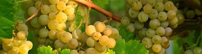 Виноград Алиготе | купить саженцы в интернет магазине Сады-Эдема