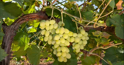 Купить Вино из винограда Алиготе (Aligoté)