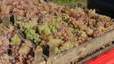 Виноград Совиньон | Продажа саженцев цены питомника Крымский Дачник
