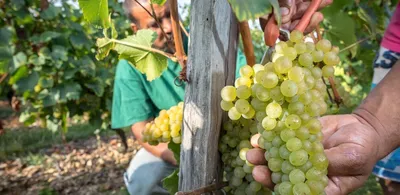Алиготе: «новый белый» из Бургундии обнаруживает благородство | Simple Wine  News