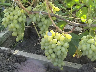Благовест - саженцы винограда