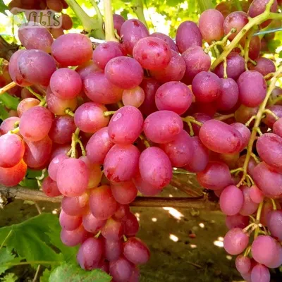 Виноград «Благовест» (Vitis vinifera L.) – Вьющиеся растения Буква «В» -  цветочный портал Ваш Сад!