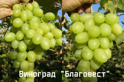Виноград сорт Благовест, черенки | ОГОРОД.сайт