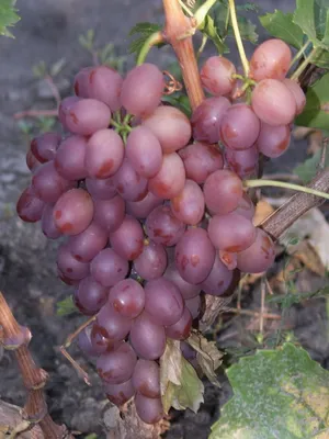виноград благовест, описание сорта и основные характеристики