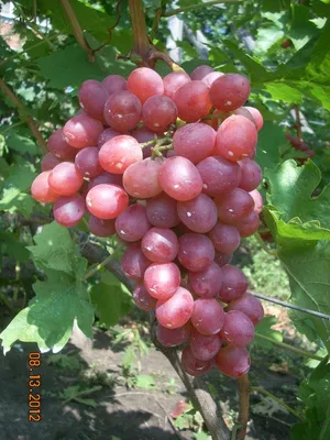 Описание сорта винограда Ливия