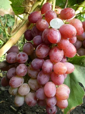 Саженцы винограда \"Ливия\" (ID#1474038820), цена: 25 ₴, купить на Prom.ua