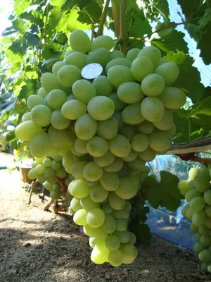Благовест - описание г.ф. винограда. фото. - vinogradnik.com.kg