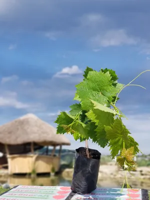 ВИНОГРАД БЛАГОВЕСТ: купить саженцы винограда благовест в Одессе, Киеве и  Украине - Agro-Market