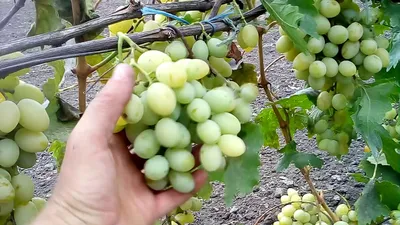 Виноград Ливия - Виноград - Саженцы роз, ягодных, фруктовых и декоративных  культур - Dekoplant