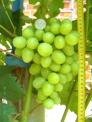 Саженцы винограда \"Ливия\"
