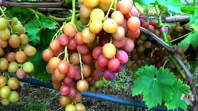 Виноград Ливия купить по цене 260₽ за 1 шт. в Моршанске в интернет-магазине  «Посадика»