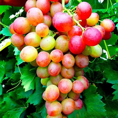 Виноград Ливия | Питомник растений
