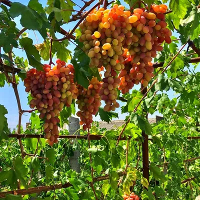 Виноград «Благовест» (Vitis vinifera L.) – Вьющиеся растения Буква «В» -  цветочный портал Ваш Сад!