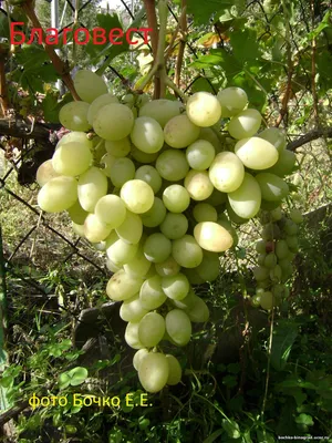 Бессемянные и малосемянные сорта винограда с высокой урожайностью | АППЯПМ