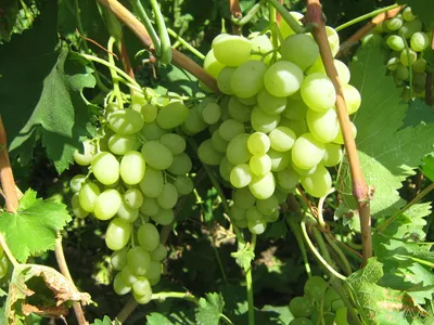 Виноград Ливия - Жигулевские саженцы