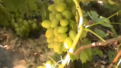 ВИНОГРАД ЛИВИЯ: купить саженцы винограда ливия в Одессе, Киеве и Украине -  Agro-Market