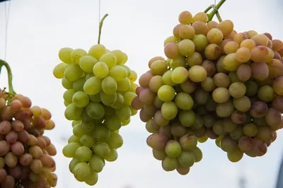 Виноград Ливия купить по цене 260₽ за 1 шт. в Моршанске в интернет-магазине  «Посадика»
