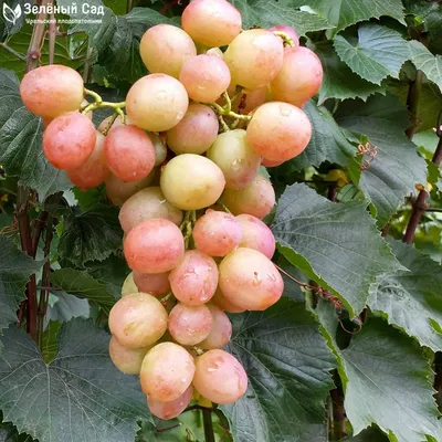 Проверенные сорта винограда на моем участке. Фото и краткое описание. |  Виноград на Южном Урале. | Дзен