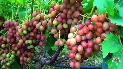 Пять самых вкусных сортов винограда | Крестьянская жизнь | Дзен