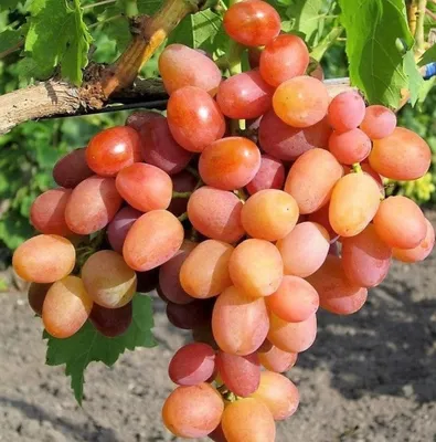 Виноград Ливия ᐉ купить с доставкой почтой по Украине в питомнике Биосад