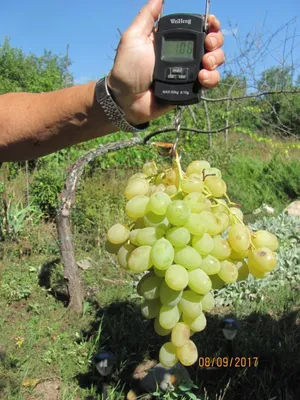 Купить Виноград Ливия саженцы почтой в интернет-магазине Эко-сад24.рф |  Фото, описание сорта, цена и характеристики
