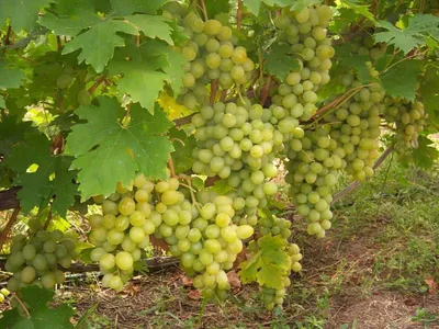 Благовест - описание г.ф. винограда. фото. - vinogradnik.com.kg