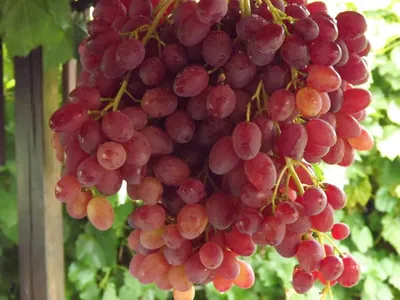 Саженцы столовых сортов винограда в Украине ᐉ купить почтой в питомнике  Биосад