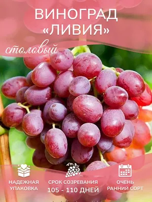 ЛИВИЯ - Саженцы винограда, проволока для шпалеры, сетка