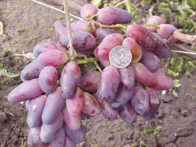 Саженцы винограда Ливия с доставкой в Минске и по Беларуси, доставка почтой