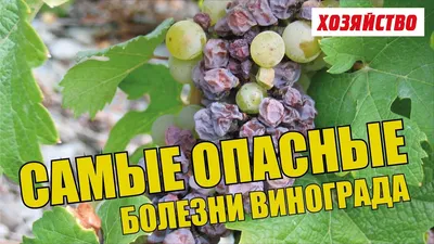 болезнь винограда | Результаты поиска | АППЯПМ