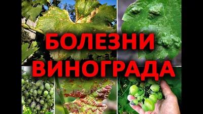 Виноград: болезни и вредители кустарника, борьба с ними разными методами