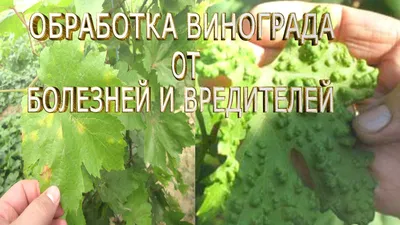 листья винограда закрыты. плохой сбор. листья, пораженные болезнью.  бактериальные и вирусные поражения грибков. вредители растений Стоковое  Изображение - изображение насчитывающей цветасто, виноградины: 225689789