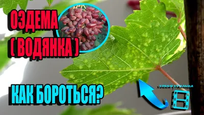 Филлоксера (виноградная тля) • zemledelie.org