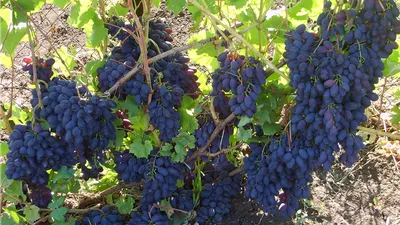 Саженцы винограда: Виноград Кодрянка