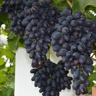Кодрянка - Саженцы и черенки винограда из Подмосковья