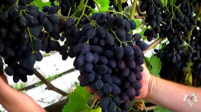 Кодрянка-218 — Приусадебное виноградарство Беларуси
